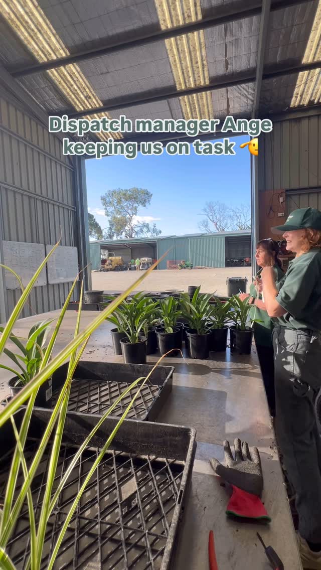 Us when our orders come in: 🫡🏃🏼♀️🚜💨🪴
Dispatch manager Ange keeping us all under control and on task from day to day! We’d be lost without her guidance and attention to detail that makes sure our orders go out looking perfect each day 💚✨🌿
.
.
.
#bundameerwholesalenursery #wholesaleenursery #australianlandscaping #morningtonpeninsula #landscaping