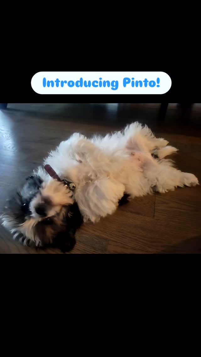It's time to give the official introduction of little Pinto Bean! Over at The Joyful Pup we've finally finished moving all the pups to their new homes... but this little guy is staying with us to learn how to be a farm dog. :)
We have not kept any of our own pups yet, no matter how hard it is to let go of these little fluffballs. (Although we intended on keeping several of our Pyrenees, my autoimmune flared, and we shut down the farm animal production for the time being.) But we've been so pleased with Flopsy and Tracker's pups, and knowing that this was her last litter, we didn't want to miss out on keeping one of her pups. It was hard deciding which one to keep, they all had great attributes... and there was some debate amongst us all, ha.
Anyway, we hope that in lieu of photos of an entire litter of pups, you'll all enjoy seeing this little guy grow up. Eventually we plan on having him be a part of our reinstated guard crew!
Welcome to The Joyful Pup Pack, Pinto!
And how are all the other dogs from this litter? Or past litters? Feel free to drop your photos, I miss them all. :)