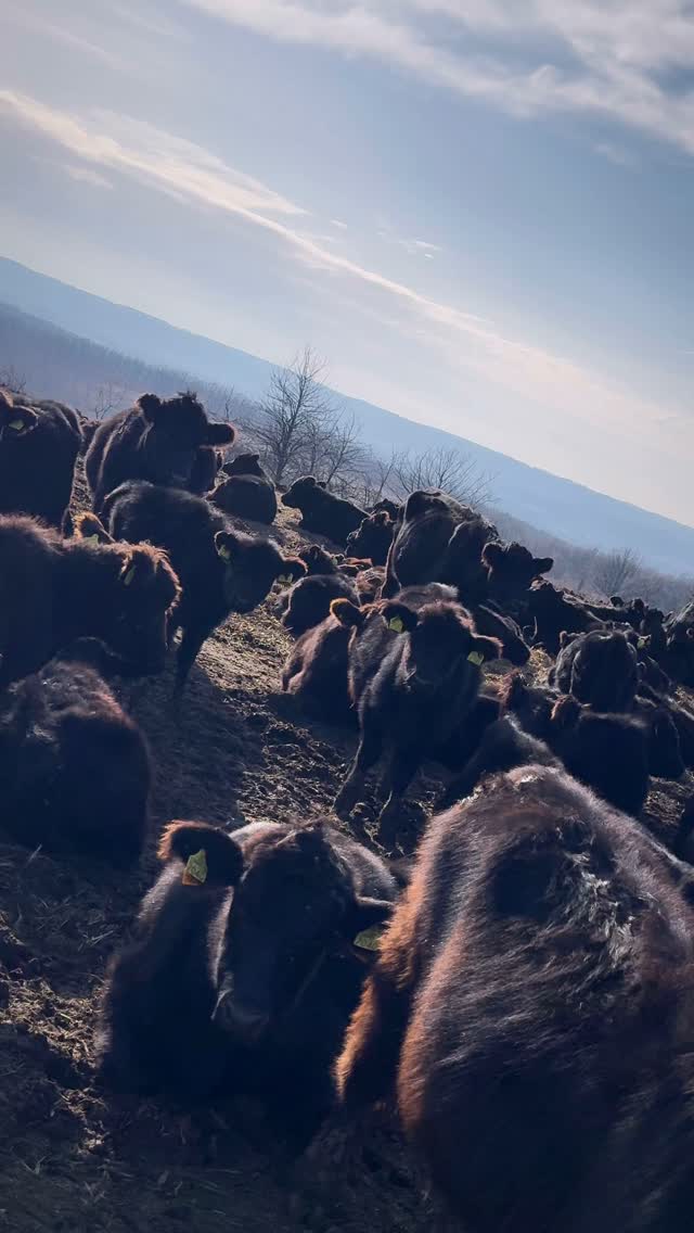 100% grass- fed Angus cattle in wild Romania 🇷🇴 #cleaneating #romania #grassfed #grassfedbeef 🌳🌿🐝