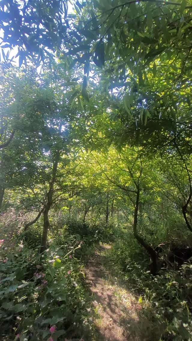 The luscious and magical greens of Summer🍃
The contrast in colour and feeling of the little woodland paths surrounding the site is a delight to experience throughout each of the seasons, particularly in the bright and sparkling days of summer. Looking forward to what the year ahead has in store for us here!
Why not come and experience in all its glory by booking to camp or stay in one of our airbnbs ~ bookings now open for April onwards🌻 links on our profile.
...
Edrychwn ymlaen i rannu dyddiau hir o olau a haul pan ddaw'r gwanwyn ar haf ~ mae'n fendigedig gweld syt mae'r coetir o amgylch y safle wedi tyfu dros yr ugain mlynedd ddwytha!
Beth am ddod i aros yn un o'r airbnb's neu i wersylla yma ~ rydym yn cymeryd archebion rwan ar gyfer mis Ebrill ymlaen🌱