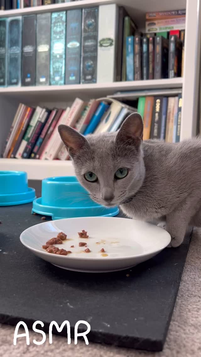 Dinner time ASMR!! Turn up the volume 🔊🥹
#catsofinstagram #catofday #russianbluekitten #russianbluesofinstagram #catsoftheworld #dailyview #insidelook #catlover #dinner #asmr #asmreating #asmrsounds