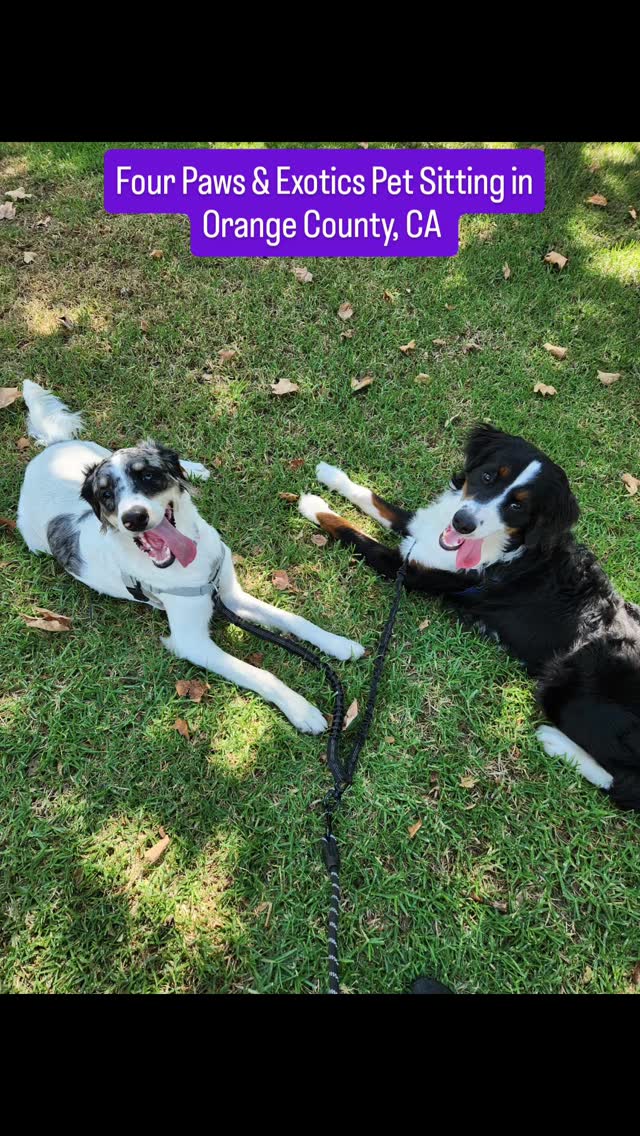 Meet Jeter and Judge or, as I affectionately call them, the Bernedoodle Brothers!
Their owners contacted me because they were looking for a dog walker who could take their Bernedoodles on 60-minute private walks multiple times a week while they were at work.
These pups are obedient, playful, and full of energy!
If you are looking for a local dog walker in the South OC area, visit www.fourpawsandexotics.com. You can also contact me at (949) 510-3877 or info@fourpawsandexotics.com.
#orangecountypetsitter #orangecountydogwalker #dogwalking