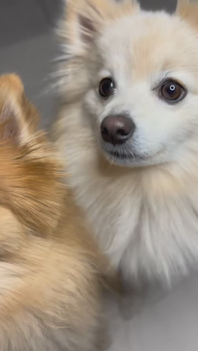 Happy Valentineโs Day to all pup โค๏ธ๐ถ
May your day be filled with love and treats ๐ฅฐ