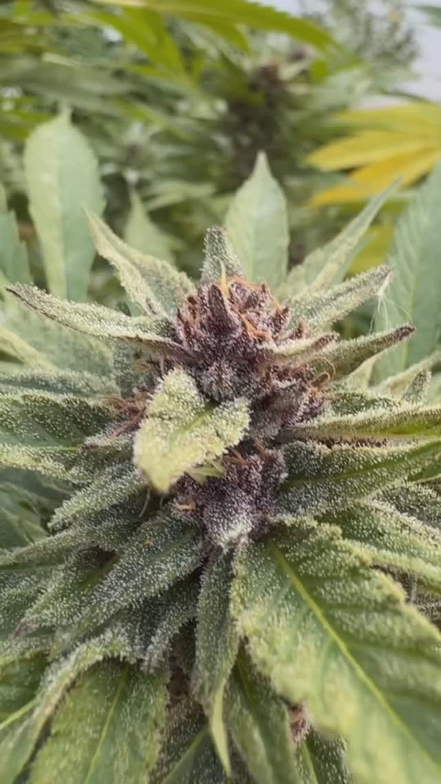 Been shucking the seeds out of this Darkberries plant I grew last summer!
My whole room smells like wild berries and playdoh!
These meds are SUPER sedative and relaxing. I cannot consume these meds before 7pm other wise I’m OUT!
Great meds for getting the job done when you are sick.
Had some issues with powdery mildew but finished within 9 weeks and great yields all around!
Much love fam!