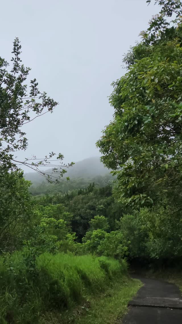There’s something magical about running through a forest when it’s raining. The soft patter of raindrops on leaves, the fresh scent of wet earth, and the cool mist hanging in the air create an almost dreamlike atmosphere. Every step feels lighter on the damp, cushioned trail, and the world seems to slow down, letting you lose yourself in the rhythm of your run.
No crowds. No heat. Just you, the rain, and the endless green. 🌿🏃♂️💨
*Do not adventure during heavy rainfall. Follow instructions from authorities always.