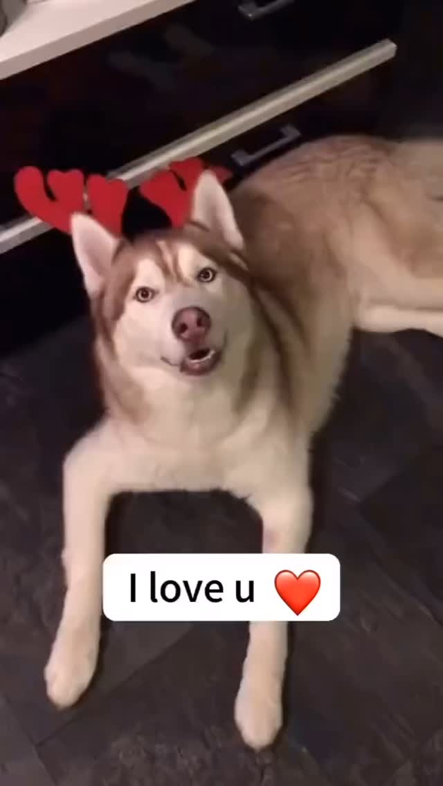 Had to share on a day dedicated to celebrating love 💖
.
.
.
.
.
.
.
.
.
.
#valentine #valentines #valentinesday #happyvalentinesday #valentinesday2025 #valentinespecial
#dogsofinstagram #doglove #puppylove #doginstagram #doglover #shreemwellbeing #vibranthealththerapies #love #selflove #loveday #iloveyou #loveyourself #loveyou #dogoftheday #valentinesdog