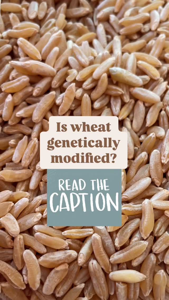 We treat our business like family and would never supply a product we would not consume ourselves! So, what’s the scoop on pesticides and GMOs?
☠️GLYPHOSATE/PESTICIDES:
The farms we buy from have signed an agreement to never use glyphosate on their crops, even their non-organic crops.
🧬GMOs:
We purchase all organic and non-gmo grains. Did you know genetically modified wheat was illegal in the United States until August of 2024. Most farmers are very opposed to growing genetically modified wheat. It will take several years to make it to market in the United States from those who decide to grow it, and we hope by that time there will be new regulations in place to keep it out of our food.
🌽CORN:
Corn is usually sourced outside the US and it is very genetically modified. Which is why we only purchase organic corn (non-GMO).
We don’t want poison in our food and to be honest most of that comes from the ultra processed, refined treatment of the grain after it leaves the field.
#nutrientdense #gmo #grainfree #freshmilled #grainisgood #nutrientdense #breadishealthfood #thefarmersharvest