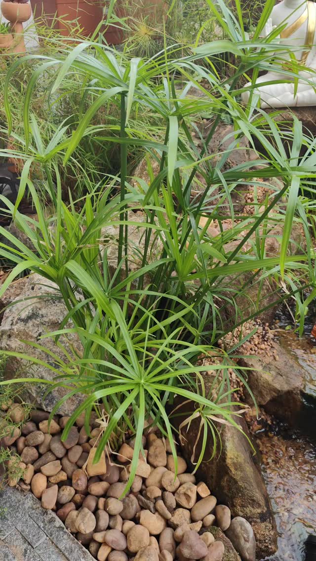 Plants growing in beautifully. 2 months after completion