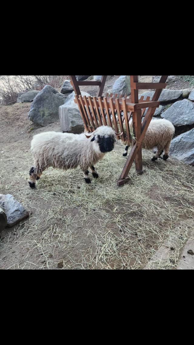 🏞️ Located at 750m in Innsbruck, Austria, Alpenzoo is one of Europe's highest zoos! 🦅🐻 Home to over 2,000 animals native to the Alps, including marmots, ibexes, and lynxes. I explored stunning mountain views while learning about alpine wildlife and conservation efforts. 🦔🌄 #Alpenzoo #Innsbruck #AlpineWildlife #MountainZoo #AustriaTravel #NatureLovers #WildlifeConservation #FamilyFun #ExploreAustria #VisitInnsbruck