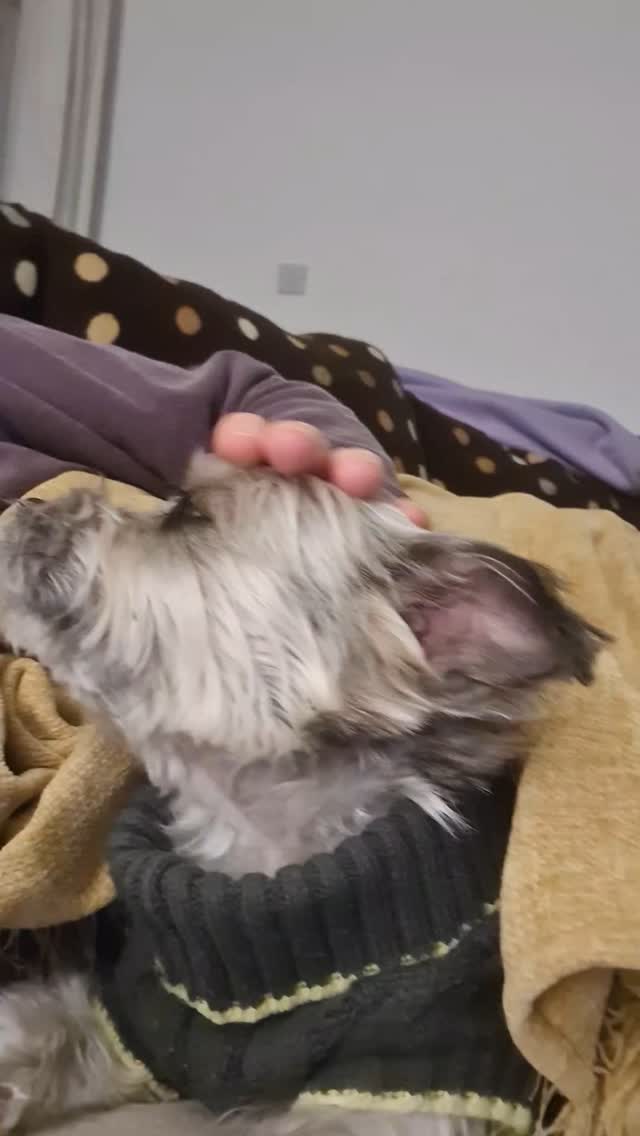 Cosy canines π I aim to create a home from home for your dogs while you're away with walks, playtime and plenty of cuddles π
www.cosycanineclub.co.uk
#dogdaycare #dogboarding #hednesford #staffordshire #dog #cosydog