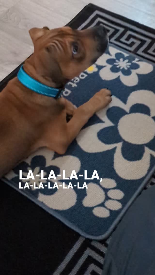 Learning how to settle is a puppy's biggest skill.
We expect them to be able to handle so much in our busy loud world. Taking the time to teach a targeted 'settle' is a massive help for your puppy.
Where do you use 'settle'? In your home, out on walks, shops, cafes, pubs, friends houses, and so many more applications!
Need a hand? Comment or DM: PUPPY and I'll send over a package deal.
#puppytraining #positivereinforcement #hampshire #portsmouth