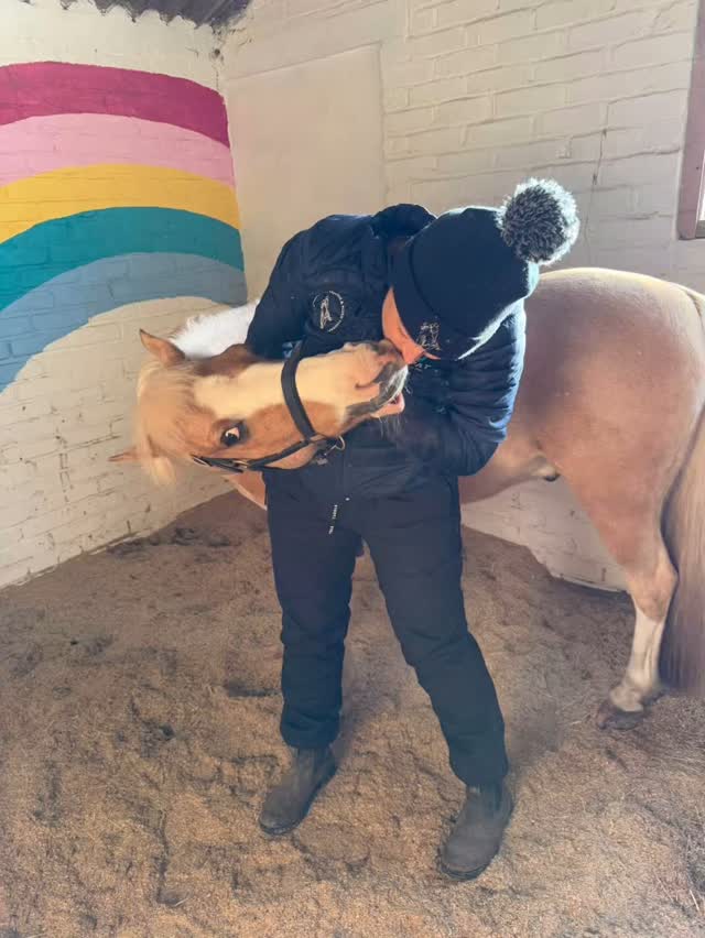 This cutie having his monthly treatment to keep him supple after getting quite tight through his poll. One of my favs jade agland #vetphysio#physiotherapy#equinephysio#veterinaryphysiotherapy#wales#acpat#ramp#equinerehabilitation#equinephysiotherapy#laser#massage