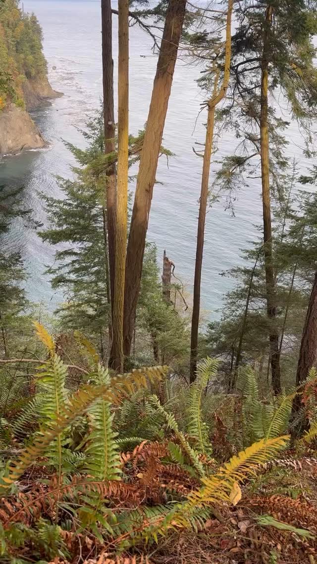 #freediving #pugetsound #adventurertraining #workingout #movemore #pacificnorthwest #gymsmithy #personaltrainer #goforawalk