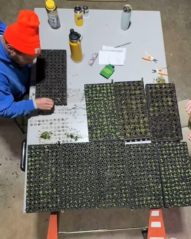 Spring may be right around the corner but we are still having some bitter cold days here at the farm. ❄️
On cold days we still find ourselves with plenty to do! Catch us here sowing seeds for spring. In just a handful of weeks the farm will be bursting with new growth and we’ll be hosting our spring social and plant sale! 🌱
We love the plants we’re growing on the farm and are excited to share them with you! This year we are especially focused on native perennials, great for cut flower gardens and landscaping. Keep an eye out for an event flier to come as well as plant sale previews! 👀
#plantsale #springsocial #peachhousefarm