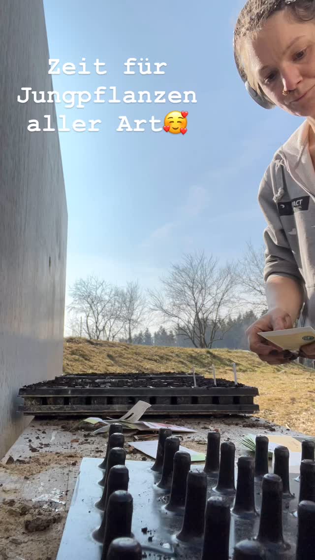 Es ist wieder soweit, jetzt geht’s wieder richtig los und unser Wohnzimmer platzt jetzt schon aus allen Nähten 😂.
Ich hoffe mal es wird nachts bald mal nicht mehr so kalt sodass ich auf die Gewächshäuser ausweichen kann, sonst wird’s irgendwann eng.
Ich hab auf jeden Fall richtig viel Spaß ein paar Stunden in der Sonne ☀️ zu verbringen. Und euch dann ganz viele bekannte und auch neue Sorten präsentieren zu können.
Die gibt’s dann wie gehabt wieder als Jungpflanzen und danach auch als lecker Gemüse bei uns.
Leute, ich freu mich so sehr auf diese Saison.
Die letzten beiden Jahre waren ja oft nicht ganz einfach, aber ich glaub wir haben und mit Agroforst, Hecken und Enten jetzt an allen Fronten gute Helfer.
Umso gespannter bin ich was uns dieses Jahr bringt 🤗🤗
#permakultur #farmlife #regional #jungpflanzen #gemüse #raritäten #lecker #vielfalt #glück #grün #bauern #bauernhof #passauerlandleben #passau #lebensmittel #essen #gesund #diy #landkreispassau #bunt #energie #vitamin #leben