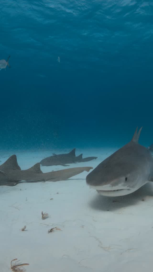 The Bimini Shark Crew doing what the shark crew does best !!! Filmed this like an influencer by turning the Gates housing on its side when filming !!! 🤣🤣🤣 Featuring Stephon Forbes from @biminiscubacenter on the Bimini Hammerhead / Tiger dive !!!! Filmed on Red in a Gates. @iineal @sharkeducation @bimini_big_game #res #tiger #swarm #scuba #sharky #travel #bucketlist #gatesunderwater #sharks #bimini #thebahamas #underwatercameraman