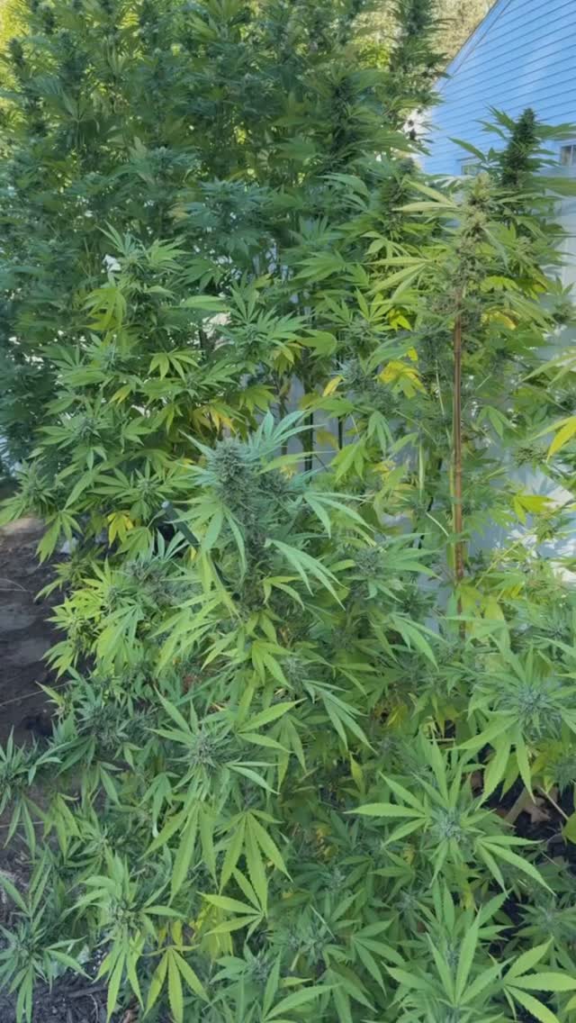 Just reminiscing on the 33rd degree OG we grew last summer. I enjoyed the tennis ball 🎾 and burnt 🍿 terps on these girls MUCH more than I originally thought I would!
4 months into curing and these buds STILL create The LARGEST resin rings in the joints I roll up.
Making plans for next summer and getting some loose ends tied up here. Hope everyone is having a great Winter, Spring is right around the corner!
I’ll be making a trip to The Bahamas In march to do another seed swap with the locals so stay tuned!
MUCH LOVE!