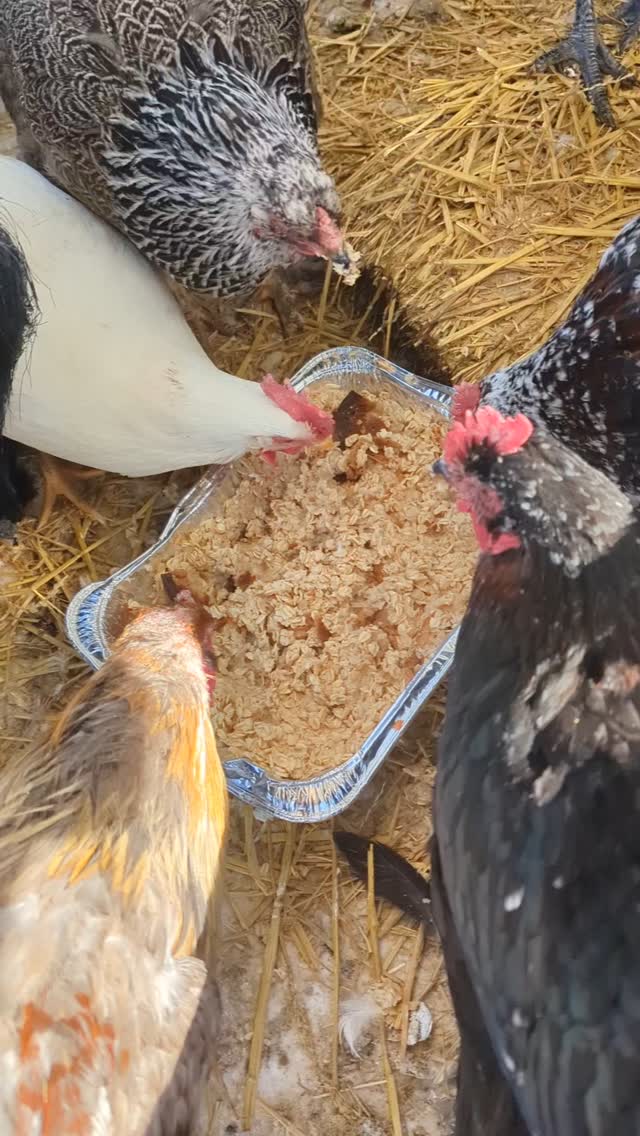 Warm oats for the birds on a cold morning makes everyone happier!
#homestead #homesteading #farmhouse #farmhousestyle #homesteadlife #gyo #homesteadinglife #chickensofinstagram #chickens #chickencoop #ducksofinstagram #chickenlife