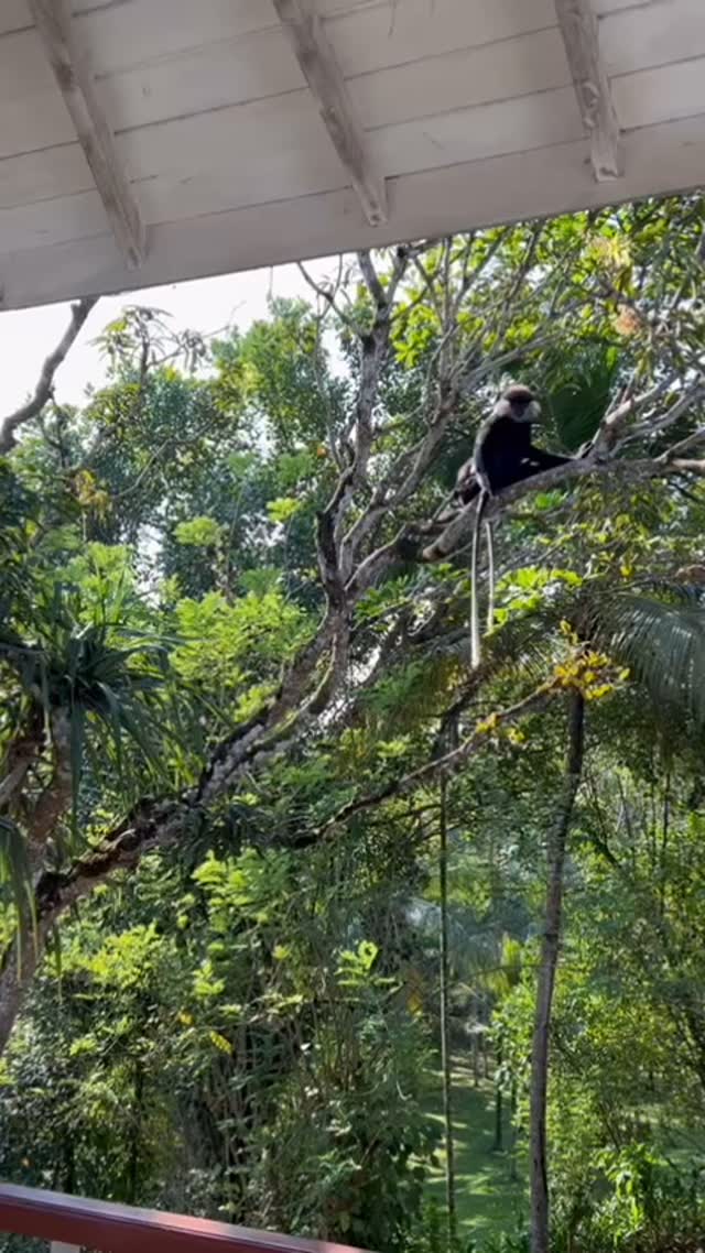 Monkey Day 🐒♥️#nature #srilanka #monkey #funny #paradise #southsrilanka #boutiquehotel