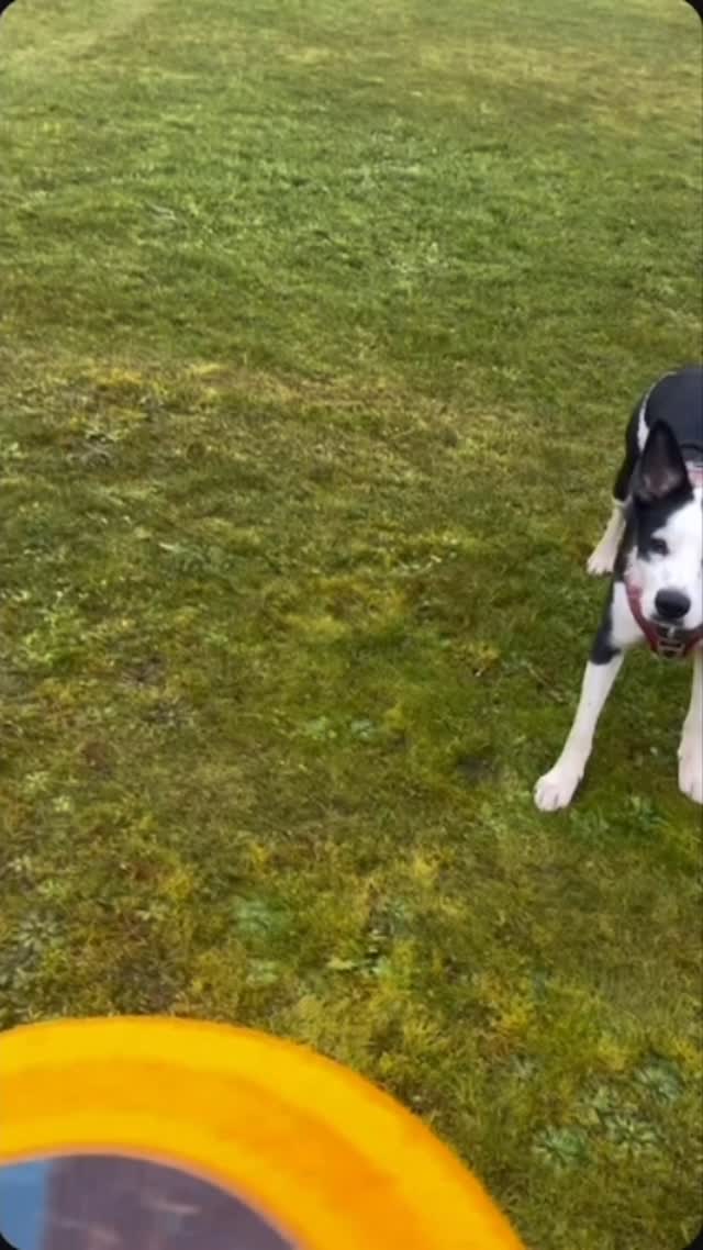 Je vous présente, ✨Scarlett ✨
____________________
Si vous aussi vous voulez faire garder vos animaux sur Nantes et alentours, n’hésitez pas à m’écrire ou réserver via :
Www.surixpets.com !
Au plaisir ! 🐾
#petsitter #44 #bordercollie #loireatlantique #gardechien #nantes