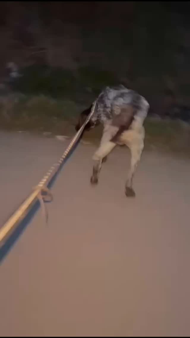 We want to thank you for your wholehearted support
❤️🐾G.J.P.M. Wieggers
€25,00
❤️🐾 H.J. Struyk
€10,00
❤️🐾Magdalena and John Zonneveld
€50,00
❤️🐾 Y. Oude Luttikhuis
€7,50
❤️🐾MAH de Louwere
€12,50
❤️🐾Patty Lippits - donation for the fence at Dog Kingdom Shelter
€250,00
❤️🐾Rene Neuburger for the fence at Dog Kingdom Shelter
€250,00
❤️🐾B. Cryns
€20,00
❤️🐾Patty Lipptis
€25,00
❤️🐾Martine Pollefliet
€50,00
❤️🐾C. Bamberg Cohen
€10,00
❤️🐾 Josephin Muller
€20,00
❤️🐾Nico and Nelly de Zwart
€50,00
Thank you very much for your contribution💖
Contact via email: gsprescuehr@gmail.com
Website: https://www.gsprescuehr.com/nl/contact.
#dontshopadopt#gspoftheday #gspcommunity#germanshorthairedpointerlovers #germanshorthairedpointerlovers #pointerlovers #gspcommunity #pointerlove #germanshorthairedpointer #birddog #pointersofinstagram #gsprescue #gspworld #gsp #gsplife #gsploverig #gsplovers #gspsofinstagram #gspuniverse @lydia_lidach #rescuedog #rescuedogsofinstagram #rescuedismyfavoritebreed#deutschkurzhaar