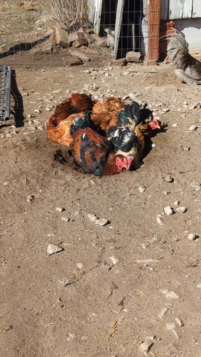 A pile of Indio Gigantes enjoying the return of warm weather with a very full dust bath
#homesteading #homestead #homesteadlife #chicken #chickens #indiogigante #worldstallestchicken #chickensareawesome #chickensofinstagram