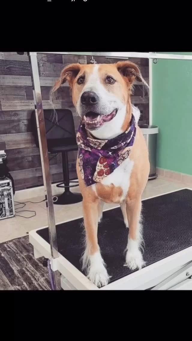 Reference photos to final watercolor painting. This was a tough one because of the photo the client wanted to use was the one that brought out she personally the most, so I used other photos as back up references to get the color likeness and detail. #petportrait #watercolor #watercolorpainting #watercolorpetportrait
.
Would you have your pet turned into a watercolor pet portrait?