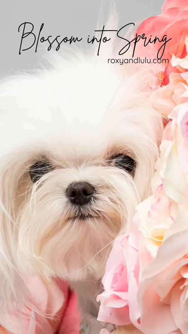 Blossoming into Spring with our new website and storefront launch, with more information, easier navigation, for a pleasant customer experience at roxyandlulu.com.
.
📸 little Emma @oliver.and.zoe
.
#springwatch #roxyandlulu #spring #puppyfashion #dogfashion #maltese #petboutique