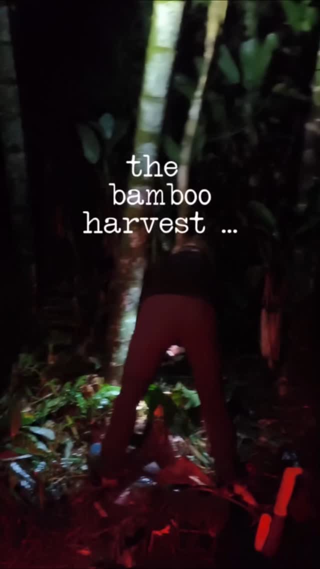 Harvesting bamboo at night is an ancestral tradition, coming from a time when humans were intimate with moon cycles. This process brings us into connection with nature's cycles.
.
The moon determines tides in the oceans. And it also determines a kind of "tide" within the bamboo pole. We time our harvests so as to maximize the lifespan of the pole as part of a built structure.
.
Just like strimming the lawn can revitalise the grass, or cutting your hair at the right time of the moon can be replenishing, the ethical harvest allows this giant grass to renew itself, to initiate new cycles, and to burst into the fullness of its power.
.
📸 This footage is from a bamboo construction workshop for an indigenous community from Putumayo, with support and collaboration from @jhonfredyzapatarueda @cesar.londono.5439 @lipsma @tatianasierrap @nicolas_abrill @lagabisalome and many more special people...
.
#bamboo #bambooharvest #ethical #bambooarchitecture #ecobuilding #bambooworkshop