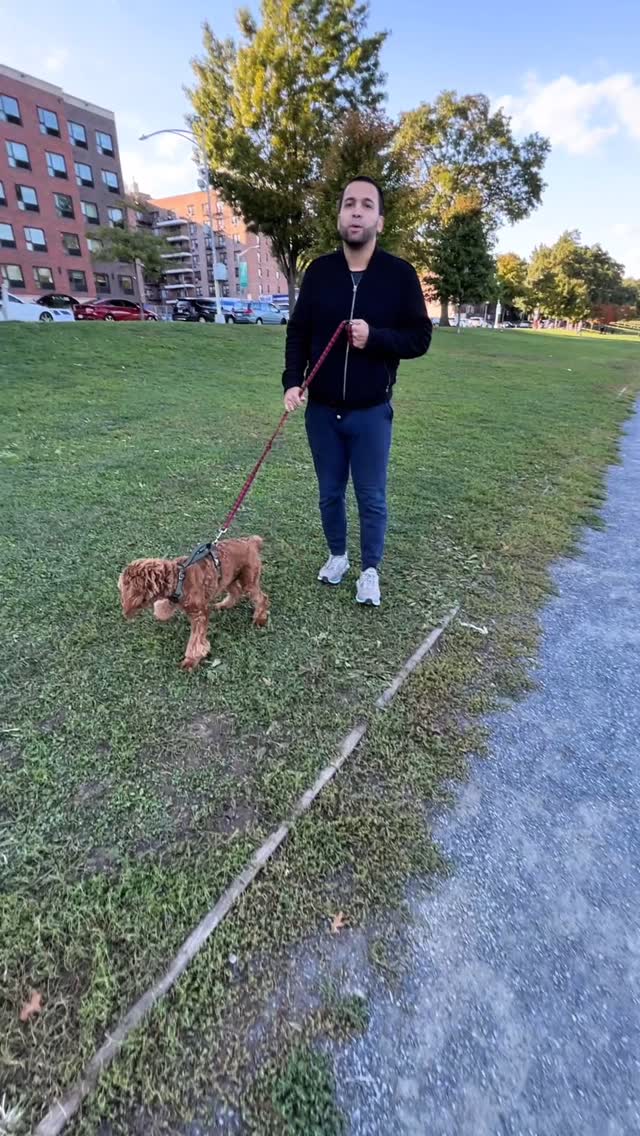 Un Mini Goldendoodle es un cruce hermoso entre un Golden Retriever y un Poodle 🐶❤️ Son intensos y muy amorosos, requieren mucho ejercicio y eso precisamente es lo que en este video nos dicen, que lo ayuda a salir. Un perro es una excelente opción para ejercitarte y salir a tomar el sol, ver la naturaleza y compartir con más personas 🥰🐾 #WhyADog
ㅤ
ㅤ
#CachorrosRD #Perros #NYC #Pets #Fl #FLL #miami #latinos #petshop #mascotas #citypets #citydogs