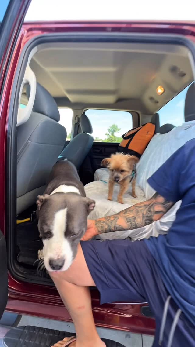 ¿Cuál es su razón para tener a sus perros? Escucha su respuesta ❤️🐾 ¿Y tú, tienes razones para tener tu cachorro? 🐶🥰
ㅤ
#CachorrosRD #USA #dogs #perros #latinos #pets #mascotas #ontheroad #roadtrip #petshop #florida