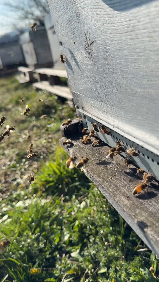 Le printemps est presque là. L’activité reprend dès les premiers rayons de soleil ☀️
#lemielremyglaise #auvergnerhonealpes #foodstagram #apiculture #foodie #beekeeping #miel #lyonfoodlover #lyonnais #lyon #apicultura #bee #spring #animals #nature #naturephotography #naturelover #miel #honey #farmlife #farm #busybee