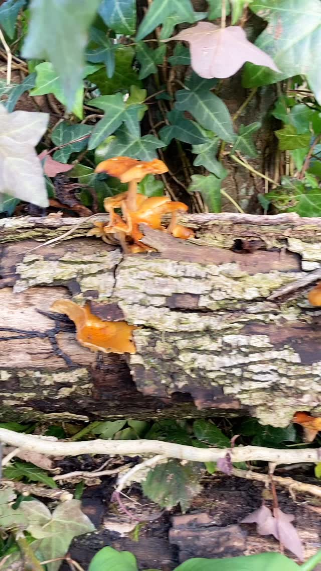 2 types of winter beauty nestled amongst the ramsons - velvet shank and scarlet elf cups… both edible and unique. Velvet shank is Flammulina velutipes, meaning Little Flame, with a buttery toffee colouring and dark stem. Avoid its deadly lookalike Galerina marginata aka funeral bell which has a ring.
The second beauty is scarlet elf cup Sarcoscypha austriaca which can be spotted from a distance, contrasting against the vivid verdant hues.
Both work well gently sautéed, in risotto, ramen, pasta… add a little winter colour to your dish! 🍄🟫#cornwall #foraging #wildfood #forager #fungi #mushrooms #getoutside #winter