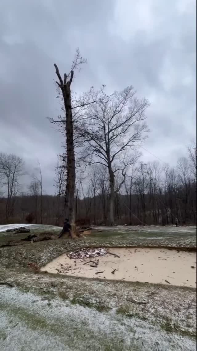 Tree Removal at Nemacolin Country Club. Fun fact: We found snake eggs in the decaying stump of this tree. #treeservice #treeremoval #treepruning #stumpgrinding #arboristsofinstagram