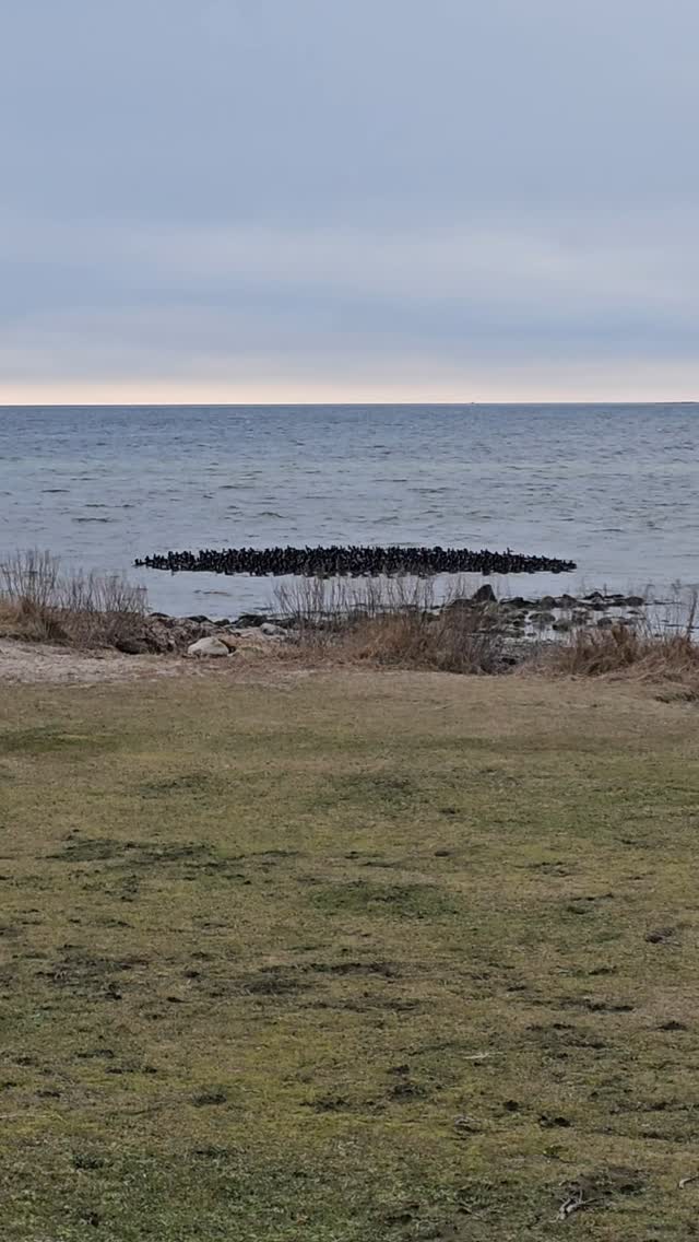 Auf Fehmarn gibt es nicht nur hervorragende Wind- und Wassersport Möglichkeiten sowie schöne Rad- und Wanderrouten, sondern auch eine reichhaltige Tierwelt zu beobachten. Bei einem Spaziergang vom Haus im Felde zum Meer sind wir auf diese tolle Vogelkolonie gestoßen, die gemeinsam auf den Wellen ritt.
On the island Fehmarn you can not only find great wind- and watersport conditions and possibilities for biking and hiking but also a diverse wildlife. On a walk from the 'Haus im Felde' to the ocean we discovered this impressing Rocker of birds who rode the waves together.
#hausimfelde
#fehmarn
#albertsdorf
#ferienwohnungen
#ferienappartement
#urlaubmithund
#urlaubmitkind
#Urlaubammeer
#windsurfen
#kite
#Radfahren
#reiten
#wingfoil
#Vogelkolonie
#wallnau
#vogelschutz
#Ostsee
#balticsea
#birdsanctuary
#biking
#surfing
#Holidayappartements
#holidayattheocean