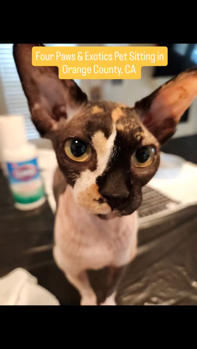 Meet Bacon, Brookie, and Buckeye! Their owners went on a family vacation for a week and asked me to check on them once a day and booked the 30-Minute Visit.
Bacon, Brookie, and Buckeye stole my heart with their cute little personalities! These hairless cats were energetic, curious, and playful.
For more info about my 30-Minute Visit service and other pet sitting services, please visit www.fourpawsandexotics.com. I can also be reached at (949) 510-3877 or info@fourpawsandexotics.com.
#hairlesscats #ocpetsitter #ocdogwalker #catsitter #petsitting