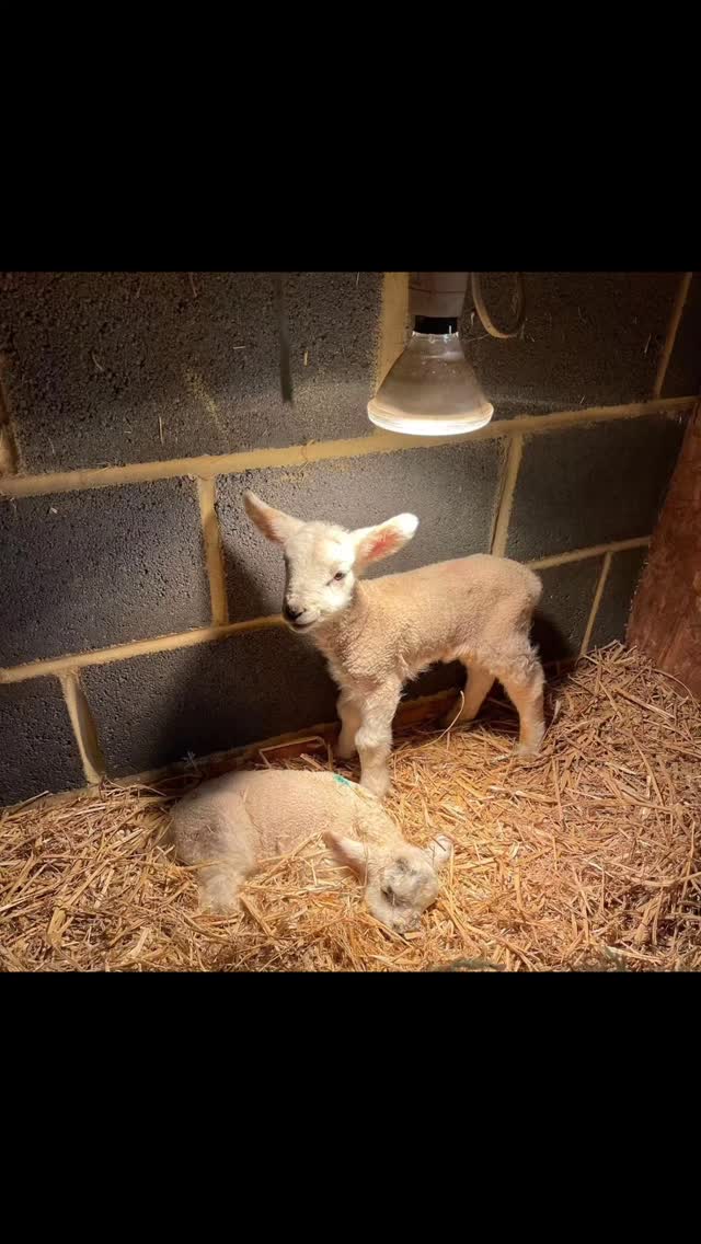 Preschool visit to the farm 🚜 🐑
Today, preschool visited Priors Farm to see the lambs, then afterwards returned to preschool for activities, cake and a raffle 💗
We hope you all had a lovely time! 🐑
#springtime #lambs #sheep #farm #preschool #earlyyears
🐑🚜