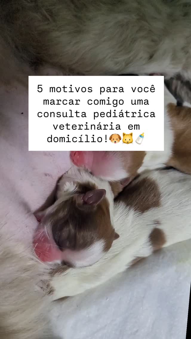 1 - Menos Estresse para o Animal – Filhotes podem ficar ansiosos ou assustados ao sair de casa. O atendimento domiciliar evita o estresse do transporte e do ambiente desconhecido da clínica.
2 - Redução do Risco de Contágio – Filhotes ainda não completamente vacinados estão mais vulneráveis a doenças contagiosas. Em casa, eles ficam protegidos contra possíveis infecções.
3 - Avaliação Mais Completa do Ambiente – O veterinário pode observar fatores como higiene, segurança e alimentação, oferecendo orientações personalizadas para o bem-estar do animal.
4 - Maior Comodidade para os Tutores – Evita deslocamentos, esperas em clínicas e a logística de transportar o filhote, tornando o atendimento mais prático para a rotina da família.
5 - Atendimento Personalizado e Humanizado – A consulta ocorre sem pressa, permitindo um cuidado mais detalhado, com tempo para esclarecer dúvidas e criar um plano de saúde adequado para o pet.
A consulta veterinária domiciliar é uma excelente opção para garantir um atendimento tranquilo, seguro e de qualidade para os filhotes e seus tutores.
Acabou de adotar um filhote e tem dúvidas?