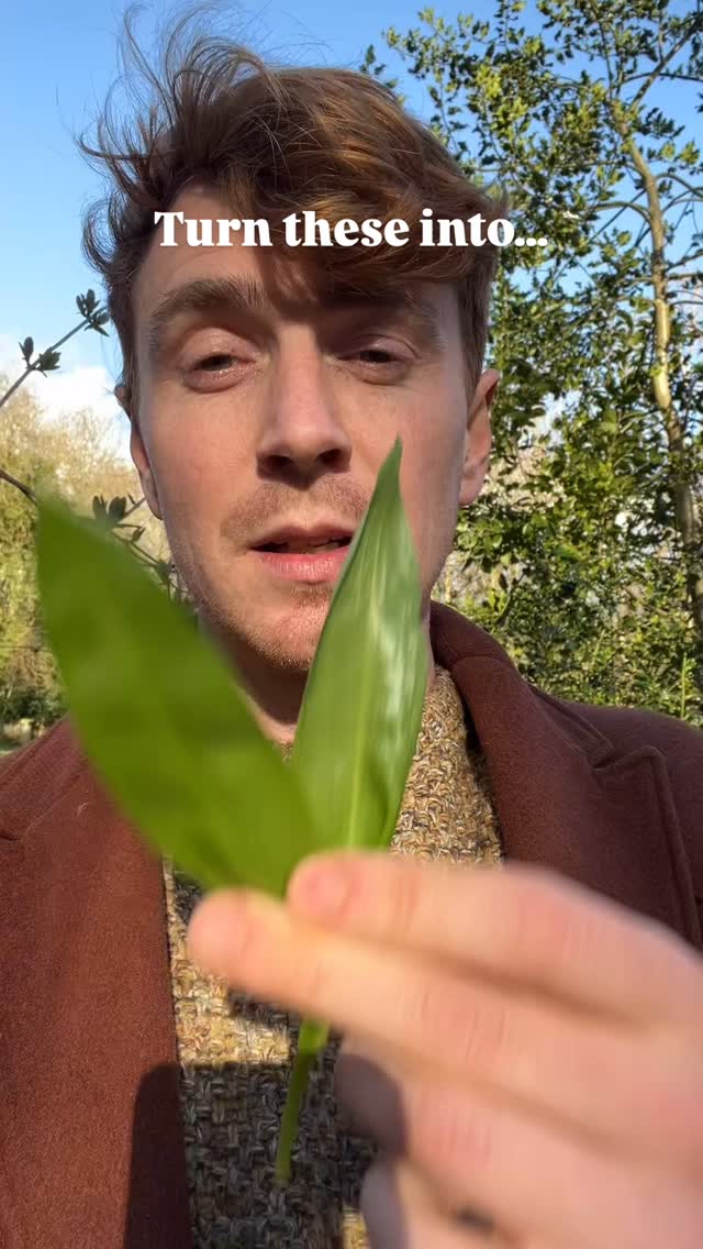 Follow @mindinnature for more!
Have you found any wild garlic this year?
It peaks between March and April, so now is the perfect time to get out and forage some. Remember to forage sustainably, and make sure you’re 100% sure it’s wild garlic! The smell is very strong, so it if doesn’t smell of garlic, it’s not the right plant, but use online guides or books to help.
New video coming soon on Wild Garlic ID!
#foraging #wildgarlic #ramsons #pancakeday #wildfood #englandnature
Have you found any wild garlic this year?