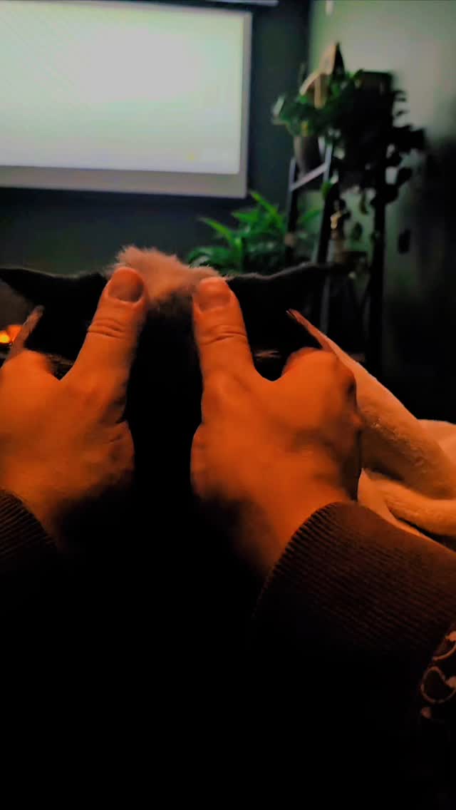 Zero thoughts, zero worries #catlife #scratches #goodboy #ragdoll