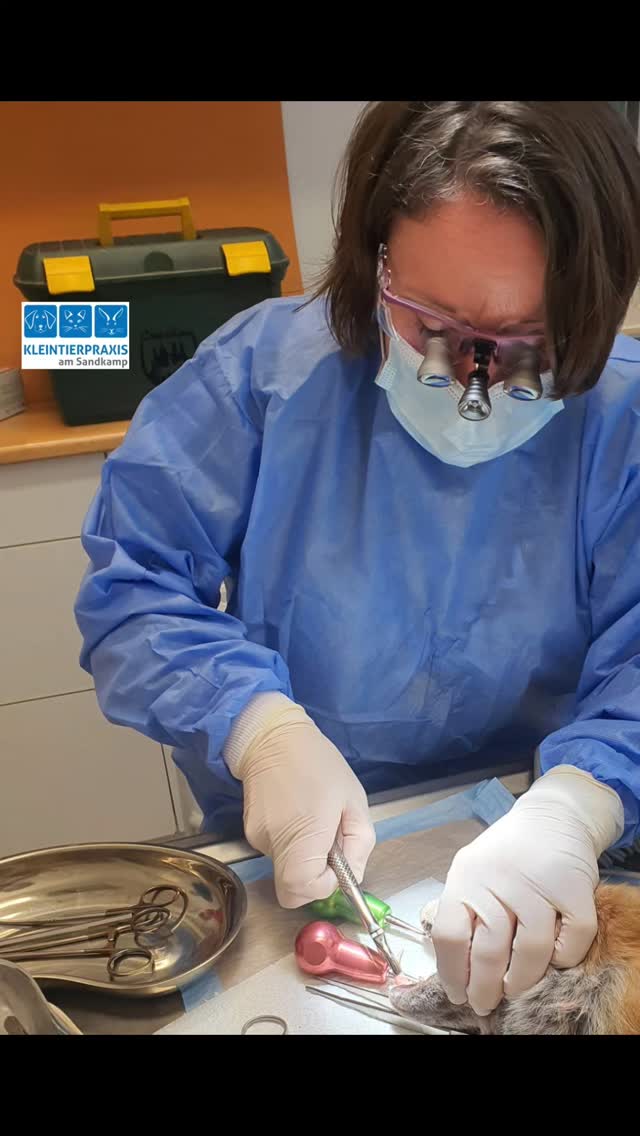 Zwei Tage Fortbildung rund um das Thema Zahnmedizin beim Hund mit viel Theorie & Praxis - wie jedes Jahr 🦷
Im Mai ist das Ganze nochmal für die Katze dran und jedesmal vertieft man die Fähigkeiten und lernt wieder etwas Neues dazu 💪
#hundegesundheit
#hundezähne
#tierarzt