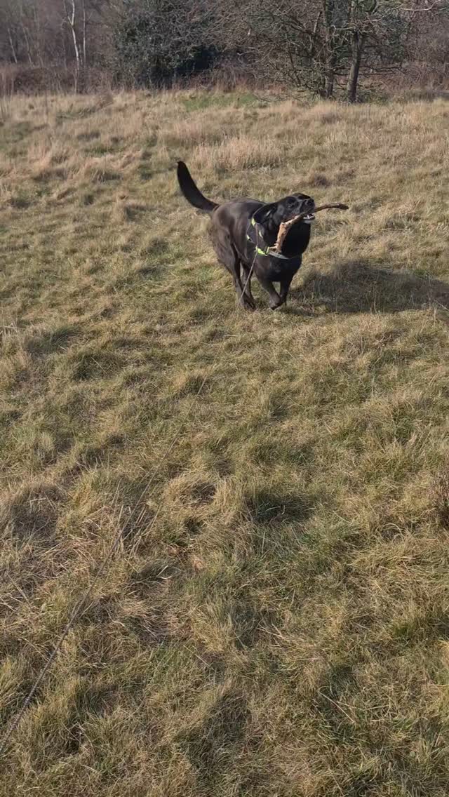 Fun afternoon walk in the sun π
#dogdaycare #dogboarding #staffordshire #hednesford #cannock #dog #dogwalk