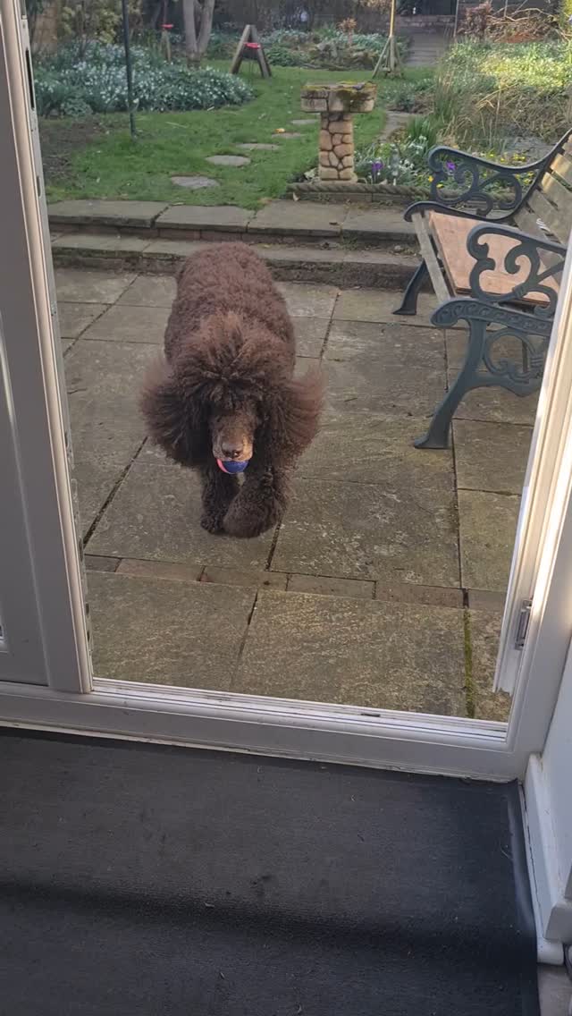 One of my day care dogs having fun playing fetch π
#dogdaycare #hednesford #cannock #staffordshire #dogboarding #dogs