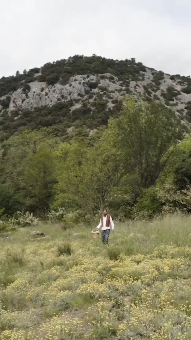 Immortelle (everlasting flower) 100% locale Helichrysum italicum et stoechas disponible sur le site sharini.com
#shariniparfumsnaturels #immortelle #helichrysum