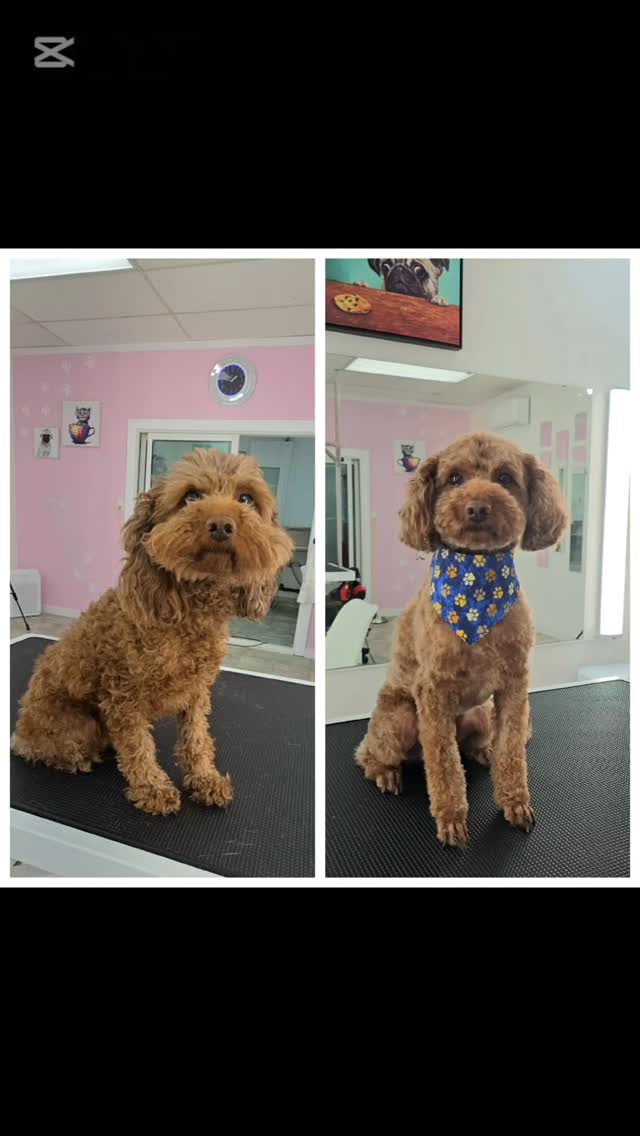 #tsawwassen #catgrooming #groomingday #doggroomer #groomingcanada #groomingvancouver #ladner #ladnerisawesome #ladnerzeczy #ladnerphotographer #ladnervillagemarket #tsawwassen #tsawwassenmills #tsawwassensprings #tsawwassenbc #tsawwassendogs #tsawwassenfirstnation #tsawwassenferryterminal