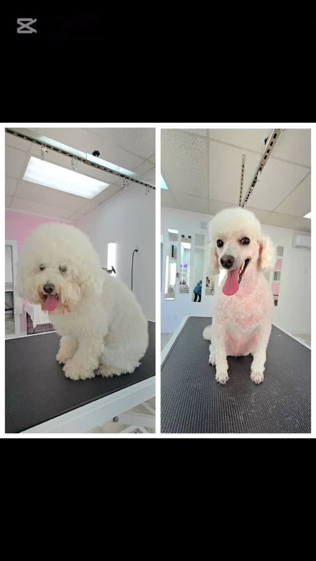 Lily,.sweet tiny poodle girl
#doggroomer #groomingday #groomersdog #tsawwassen #ladnerzeczy #ladnerpiercing #ladnerfarmersmarket #ladnerdogwalker #tsawwassenphotography #tsawwassen #tsawwassenbc #tsawwassenmills #ladnerisawesome #tsawwassensprings #ładnerzeczy #tsawwassenrealestate #deltadog #deltadogs