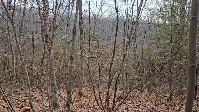 The nearly spring sounds of Golet Farm Preserve ... peepers, wood frogs, and singing birds.
#goletfarmpreserve #easthaddamlandtrust #march2025