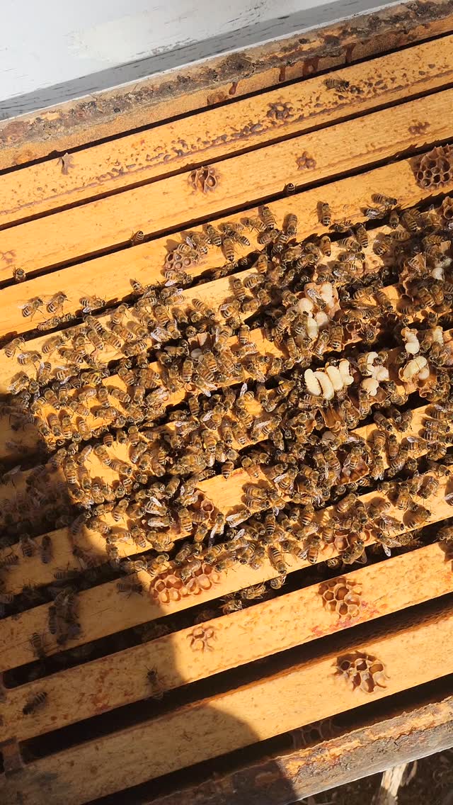 Spring inspections!!!