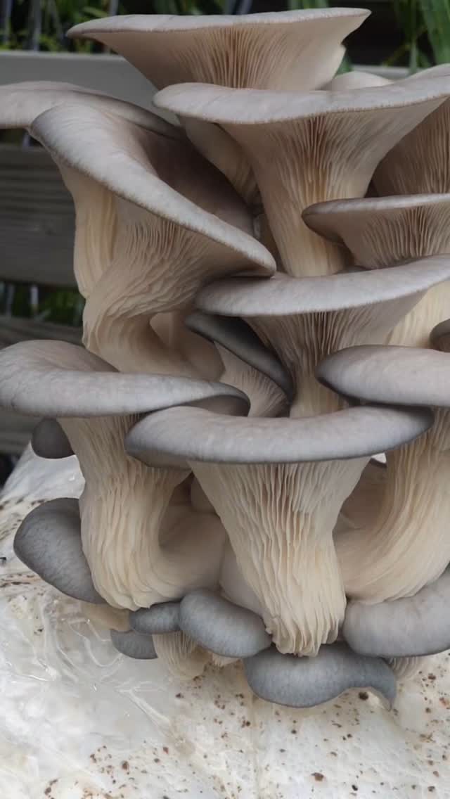 Absolute beauties. Fungurufarm.com
#mushrooms #mushroomsubstrate #mushroomcultivation #mushlove #pleurotusostreatus #blueoystermushrooms