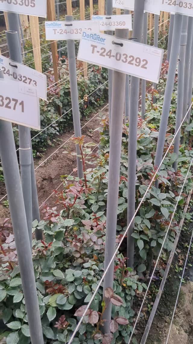 So many years of experience result in a perfect product. Numerous Ecuadorian farms have placed their trust in this wonderful company that is dedicated to creating the most beautiful roses. Every florist and flower enthusiast around the world must enjoy this work. The hybridization process takes many years, and it is the effort and expertise that achieve such beautiful things that can evoke so many emotions.
@deruiterecuador
#ecuadorysusflores #floriculturaecuatoriana #deruiter #theflowersofecuador #flowerslovers #florists